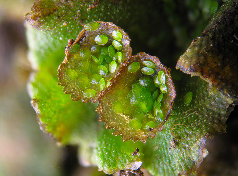 Marchantia polymopha